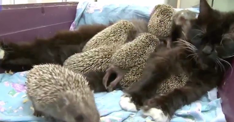 Baby hedgehogs find a new mom: surprisingly cat mom adopts the little ones