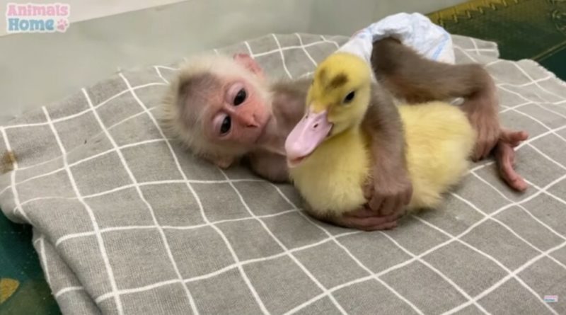 The caring baby monkey tried very hard to put the tiny duckling to bed: a big example of trust