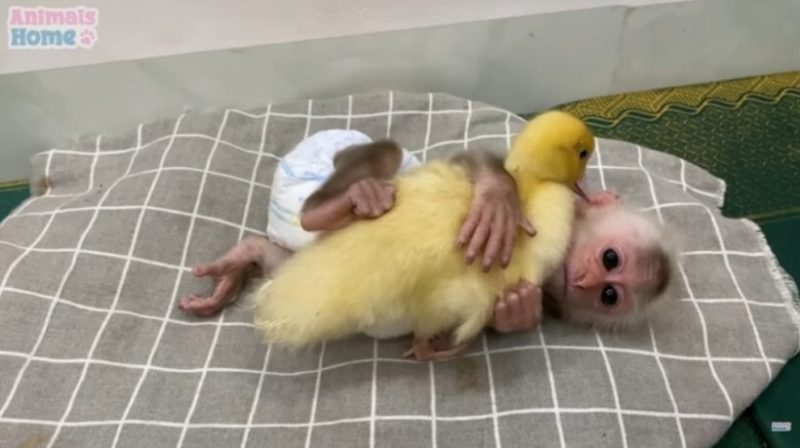 The caring baby monkey tried very hard to put the tiny duckling to bed: a big example of trust