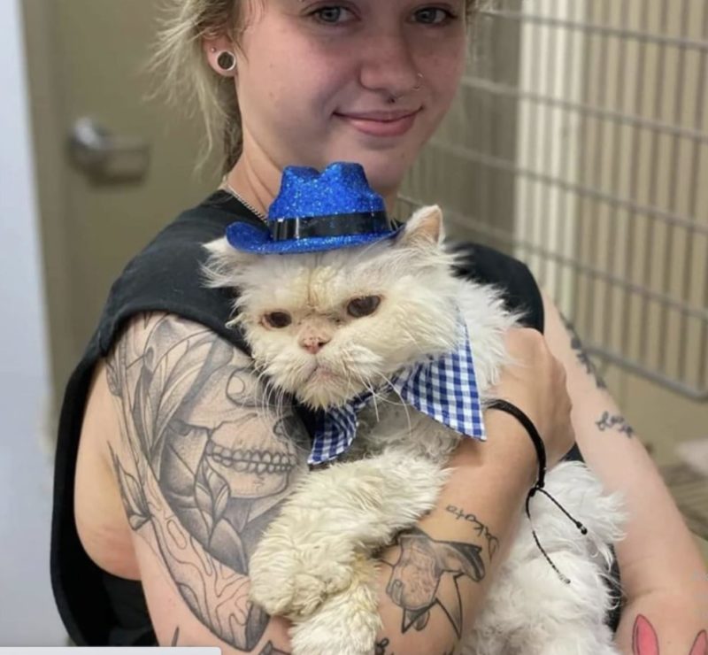 The elderly cat celebrated his 19th birthday: he doesn't know what expects him soon