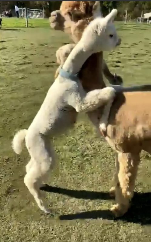 Baby alpaca runs over and hugs its mom after noticing a baby girl near her mom