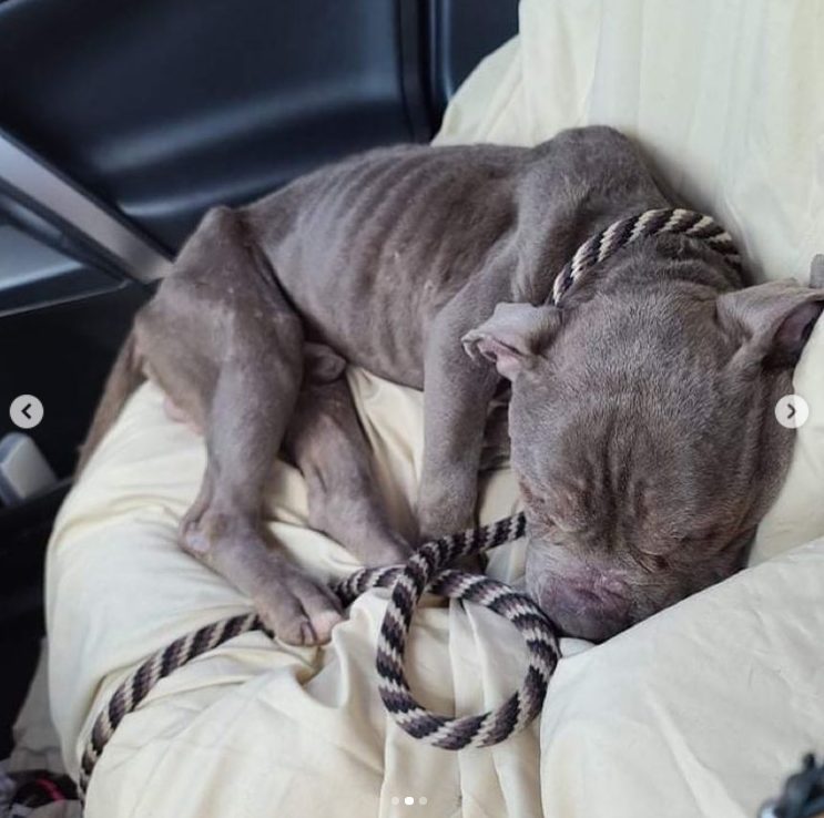 Emaciated dog left tied to pole reaches out his paw to an officer there to save him