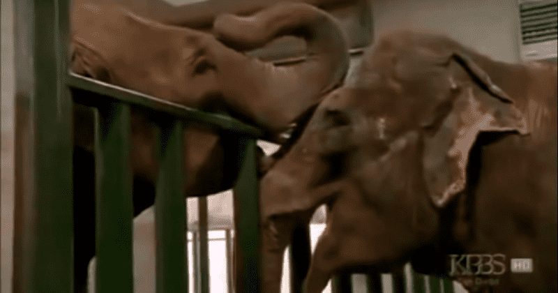 Emotional reunion after 20 years: two elephants bonded at a circus meet each other in a sanctuary