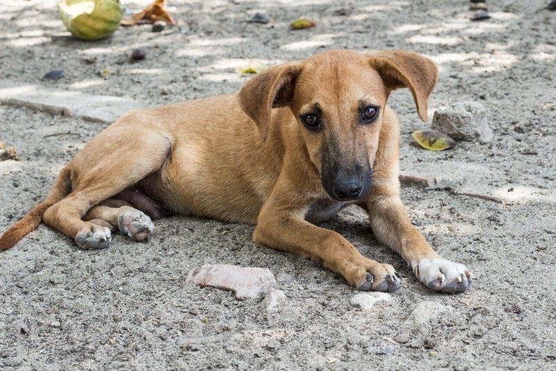 Former street dog gives her blanket to a stray dog out of kindness and generosity