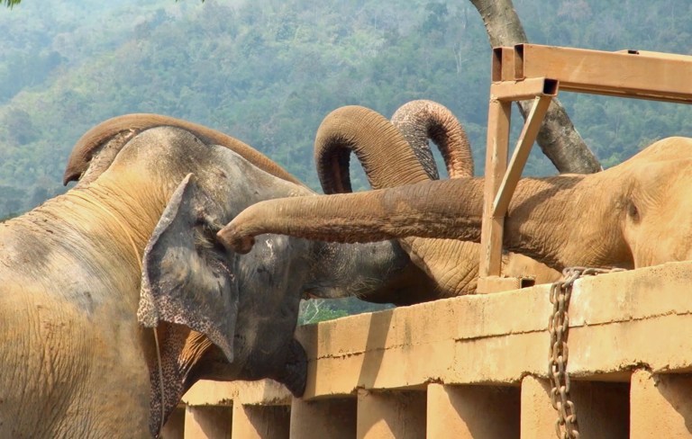 Heart-melting moment: blind elephant finally rescued from circus is welcomed by the herd at sanctuary