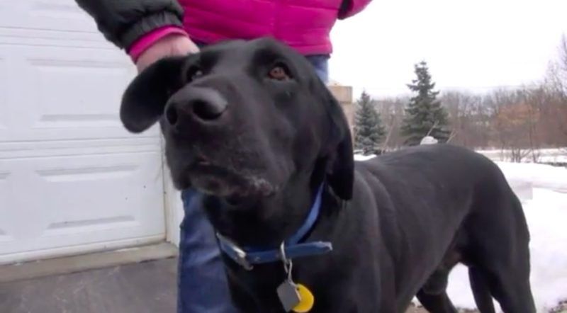 Heroic and smart dog leads the officer to his owner slumped over in a chair