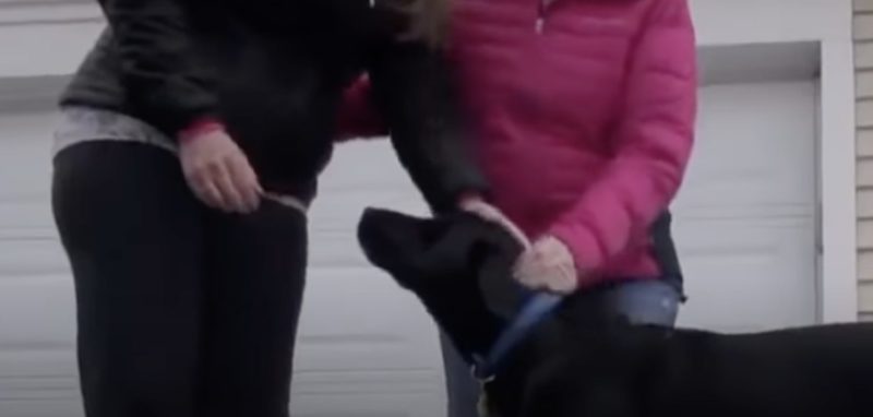 Heroic and smart dog leads the officer to his owner slumped over in a chair