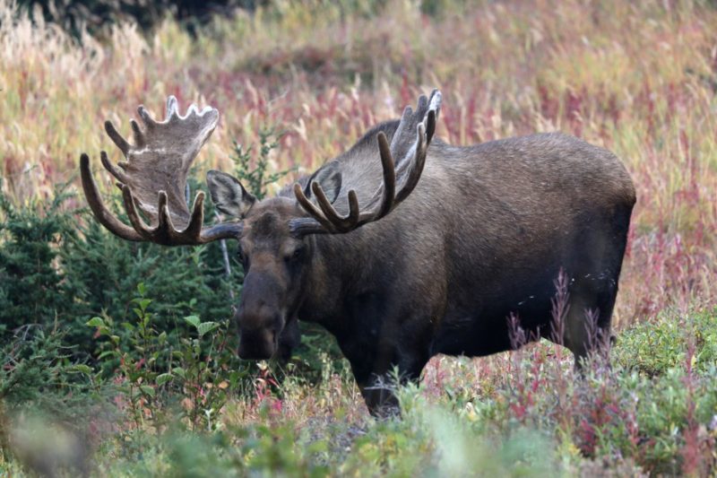 Moose come from somewhere and enjoy their time running through sprinkler on hot day