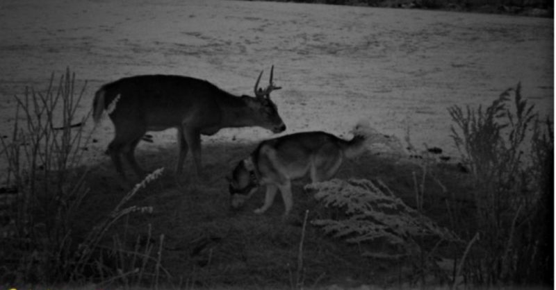 Sociable husky sneaks away from home to make a friend with a wild deer in the woods