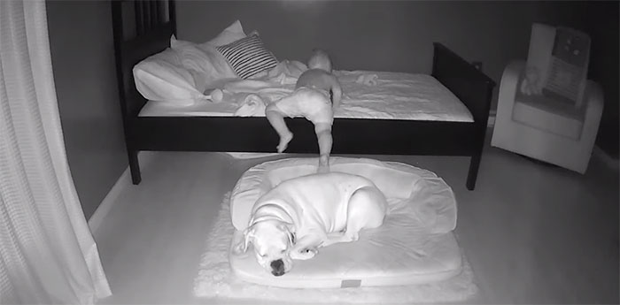 The cutest moment ever: a toddler sneaks out of bed to sleep with his loved dog