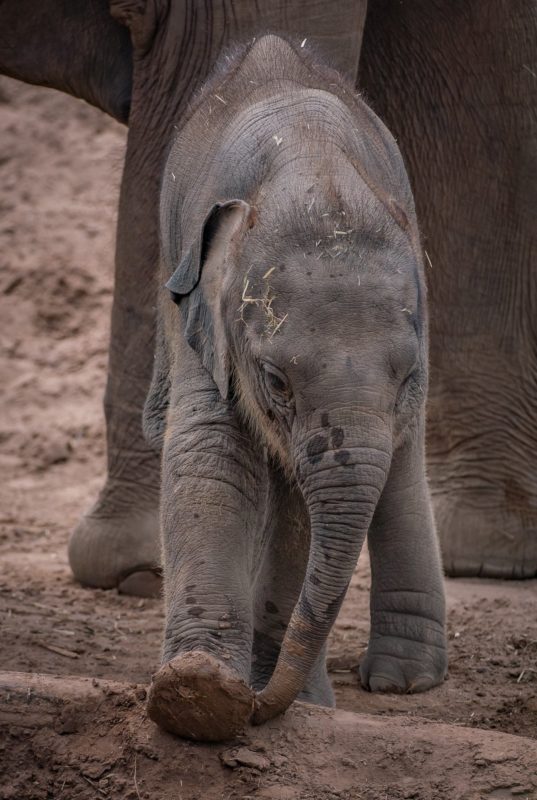 The sculptural imprint of a baby elephant leaving his faceprint after falling asleep in the sand