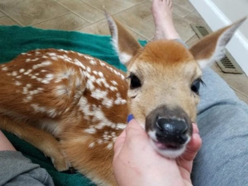 Three adorable deer were found in the house seeking a shelter during a stormy day