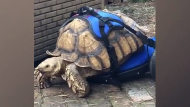 Disabled 70-pound tortoise gets his own wheelchair and can now move comfortably