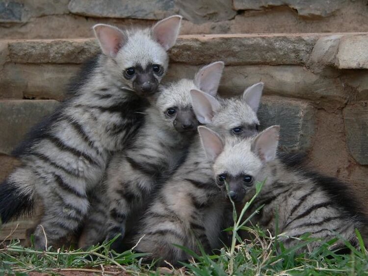 A wolf species that you have never heard of before: meet aardwolf, the adorable little wolf