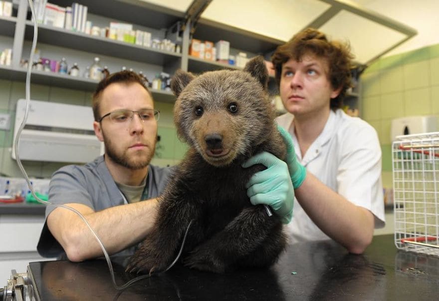 Abandoned bear cub gets rescued, fostered and transferred to a wildlife zoo in Poland
