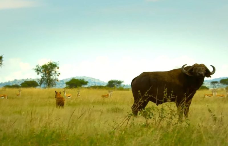 Buffalo rescues little leopards and their mom from the attack of a hyena