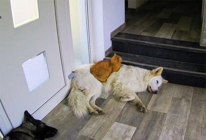 Cat rescued and raised by dog siblings thinks he is a dog and goes for walks with them