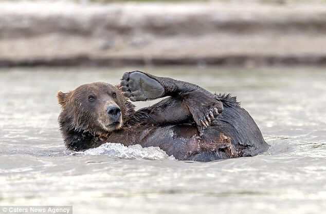 Clumsy brown bear enjoys a bath in a lake while his hungry friends hunt salmon