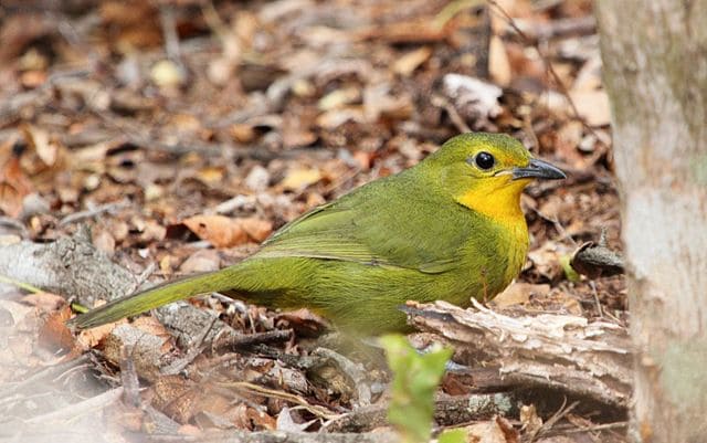 Exceptional woodland bird with multi-colored plumage of orange, olive green, black and yellow