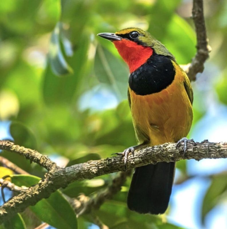 Exceptional woodland bird with multi-colored plumage of orange, olive green, black and yellow