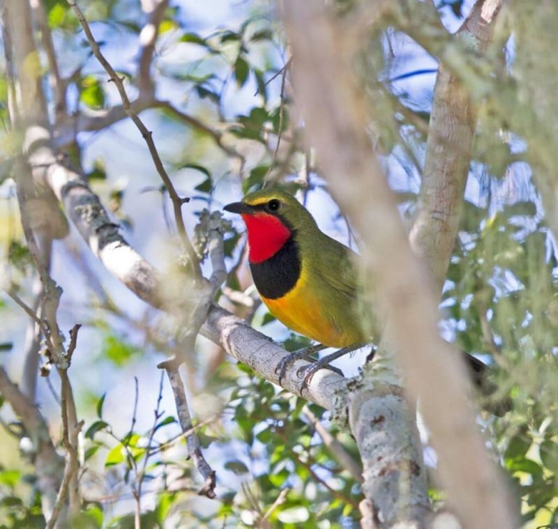 Exceptional woodland bird with multi-colored plumage of orange, olive green, black and yellow