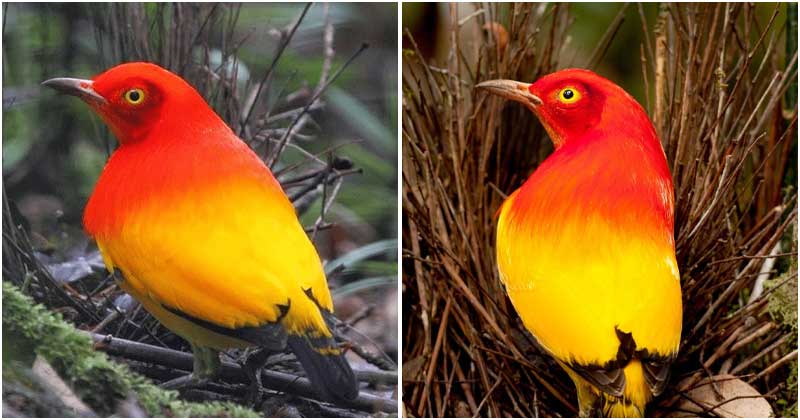 Flame bowerbird has the most saturated, harmonious crimson and vibrant orange plumage