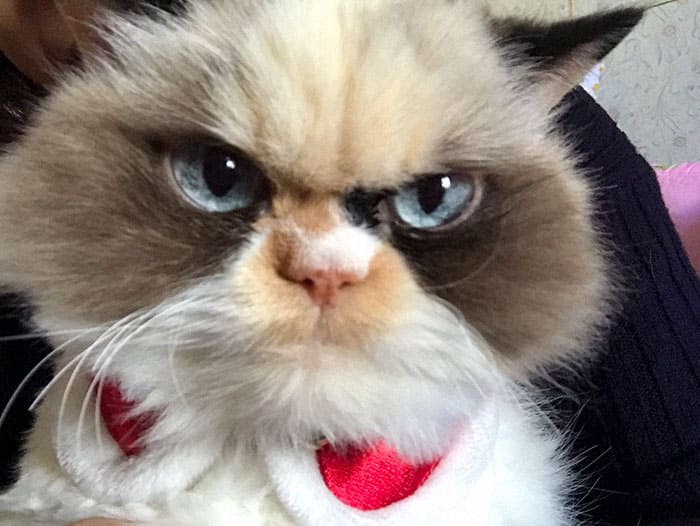 Grumpy cat Meow-Meow has the most angry face expression that actually hides her sweet character