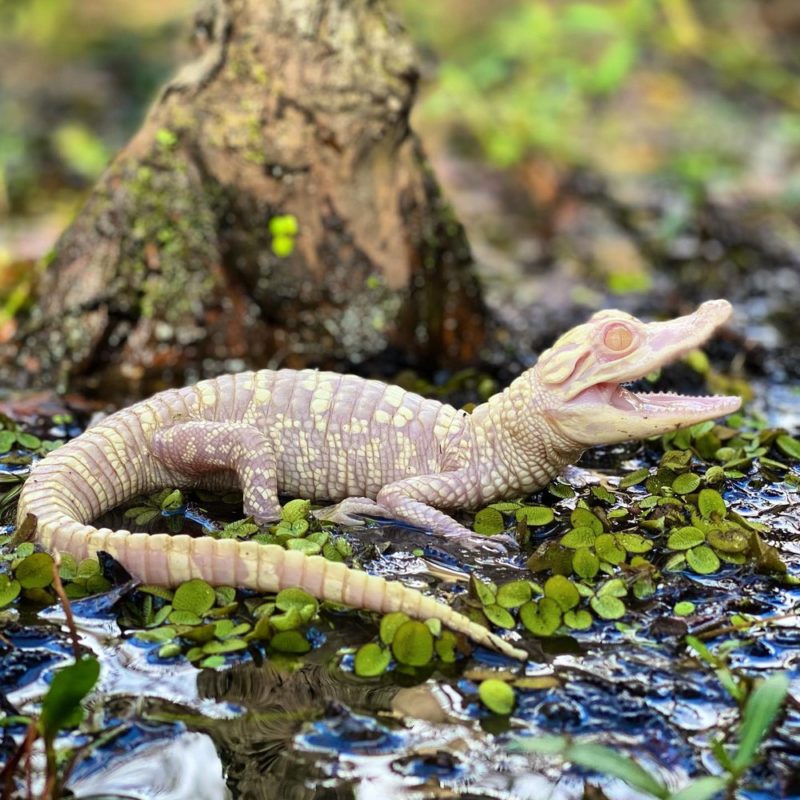 In an American park two rare albino alligators were born at once: they are in safe hands