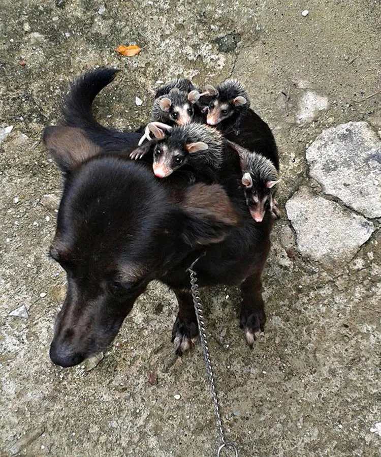 Kind dog adopts newborn possums and carries them on her back everywhere she goes