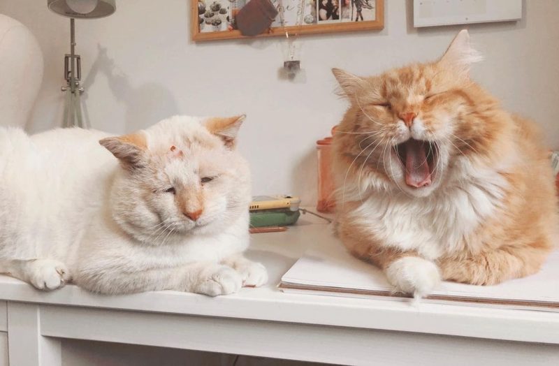 Kind woman adopts two stray tomcats that become best friends for a lifetime