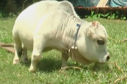 Look at the world's smallest and most adorable white cow from Bangladesh