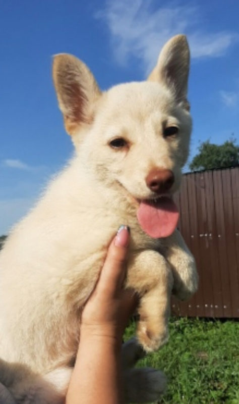 Mama dog with a note on her collar and two snow-white puppies was tied to a bush