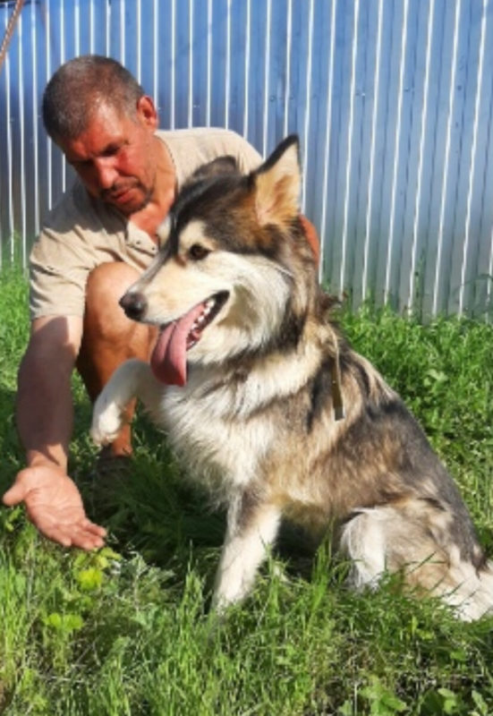 Mama dog with a note on her collar and two snow-white puppies was tied to a bush