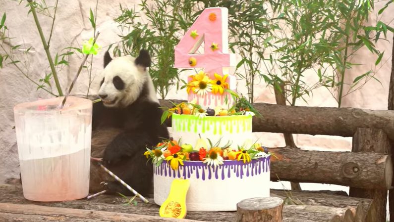 Moscow Zoo is seriously prepared to celebrate the birthdays of two pandas