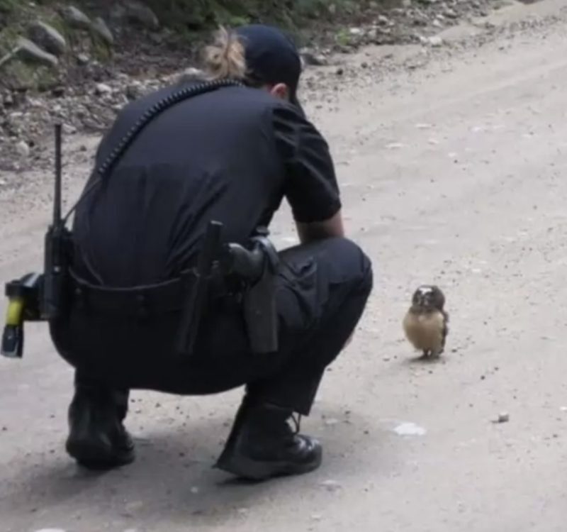 Police officer meets a tiny baby owl that has the cutest reaction to the human's talk