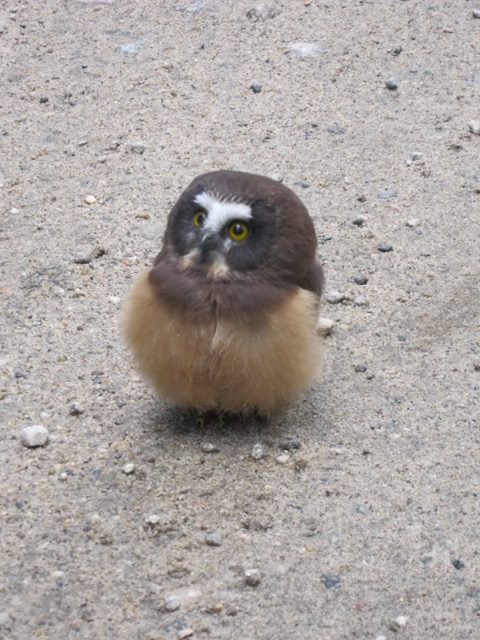 Police officer meets a tiny baby owl that has the cutest reaction to the human's talk