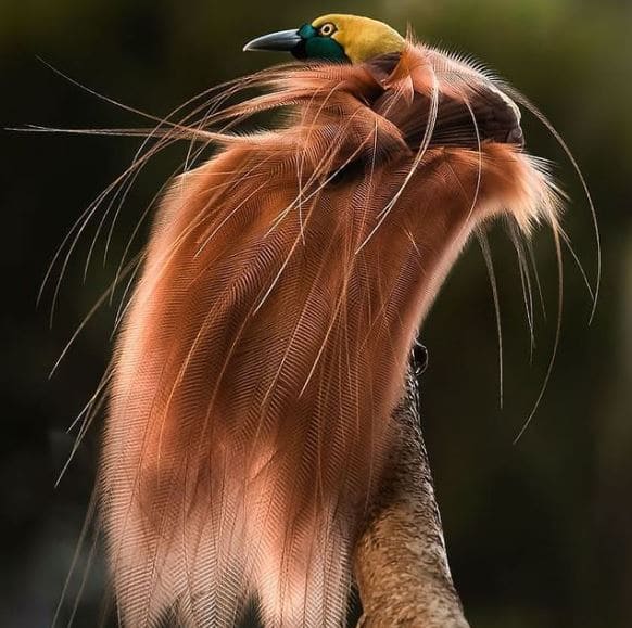 Raggiana bird-of-paradise - an extraordinary bird with silky bronze plumage, yellow crown and green throat