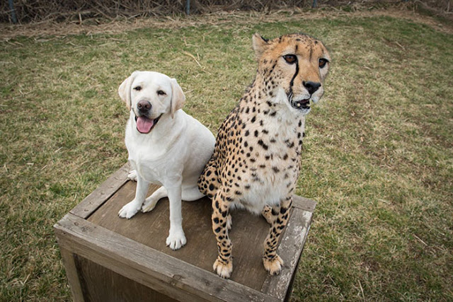 Shy cheetahs are getting sociable after the zoos give them their own emotional “support dogs”