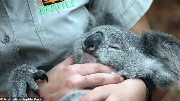 Sleepy koala struggles to stay awake while her handler gives the animal cuddles and massages