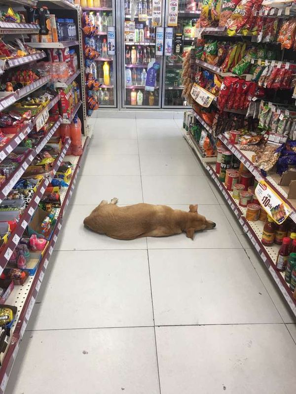 Store clerk opens the doors of the market for a stray dog to cool off on a hot summer day