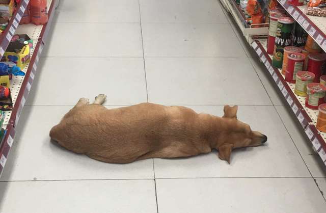 Store clerk opens the doors of the market for a stray dog to cool off on a hot summer day