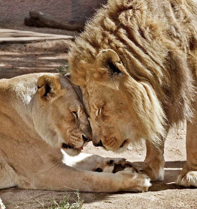 The famous lion couple was put down together so that they would be together in the last moments of their life