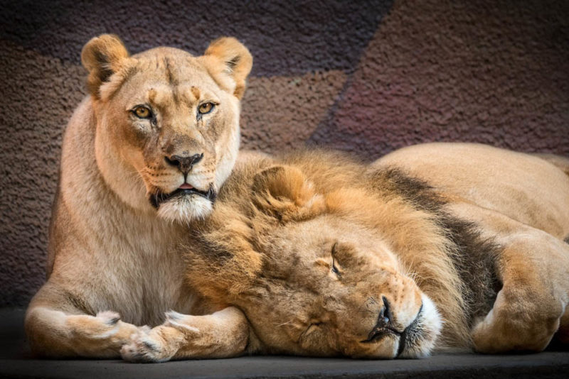 The famous lion couple was put down together so that they would be together in the last moments of their life