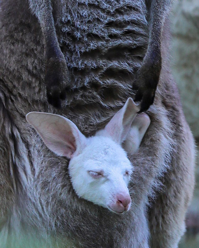 White baby kangaroo takes after her albino dad: the baby is welcomed and loved