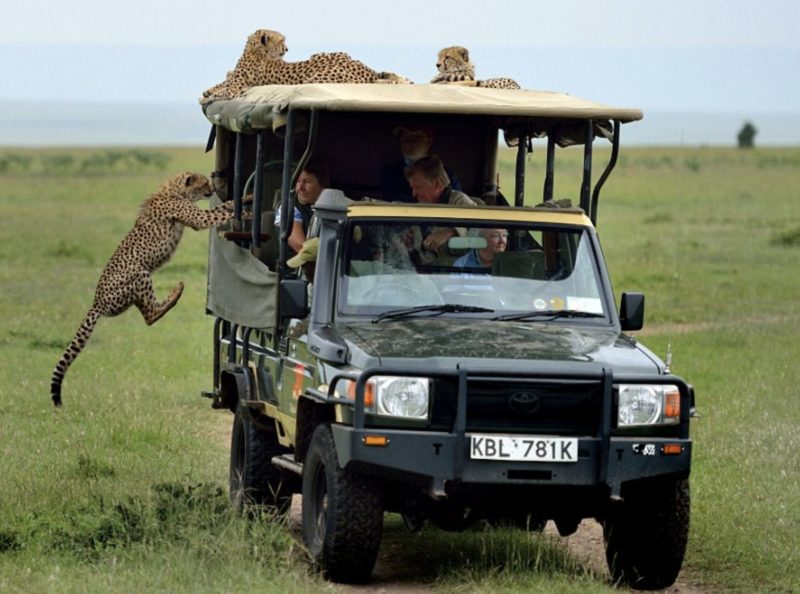 Wild cheetah comes too close to a tourist and climbs into the safari vehicle out of curiosity