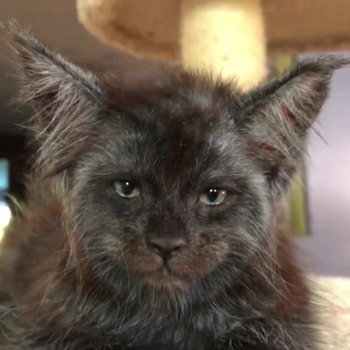 A kitten with a human face became famous for her unusual appearance