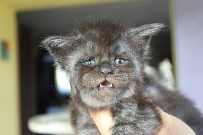 A kitten with a human face became famous for her unusual appearance