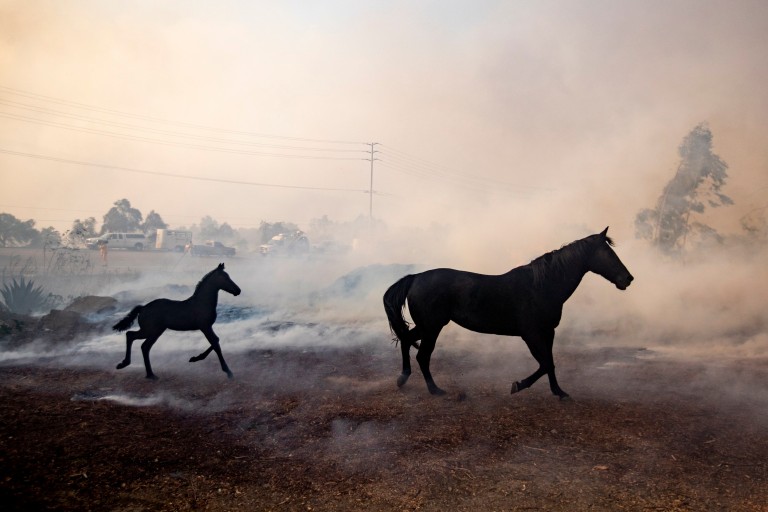 Brave horse saves a mare with her little stallion from the thick of smoke in California