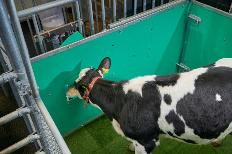 Cows were taught to go to the toilet for the benefit of the environment