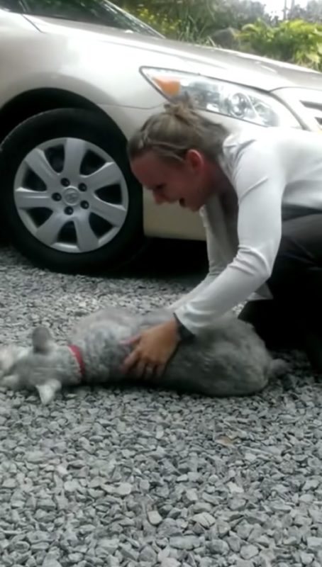 Dog faints from ‘over-excited joy’ when reunited with owner after more than two years